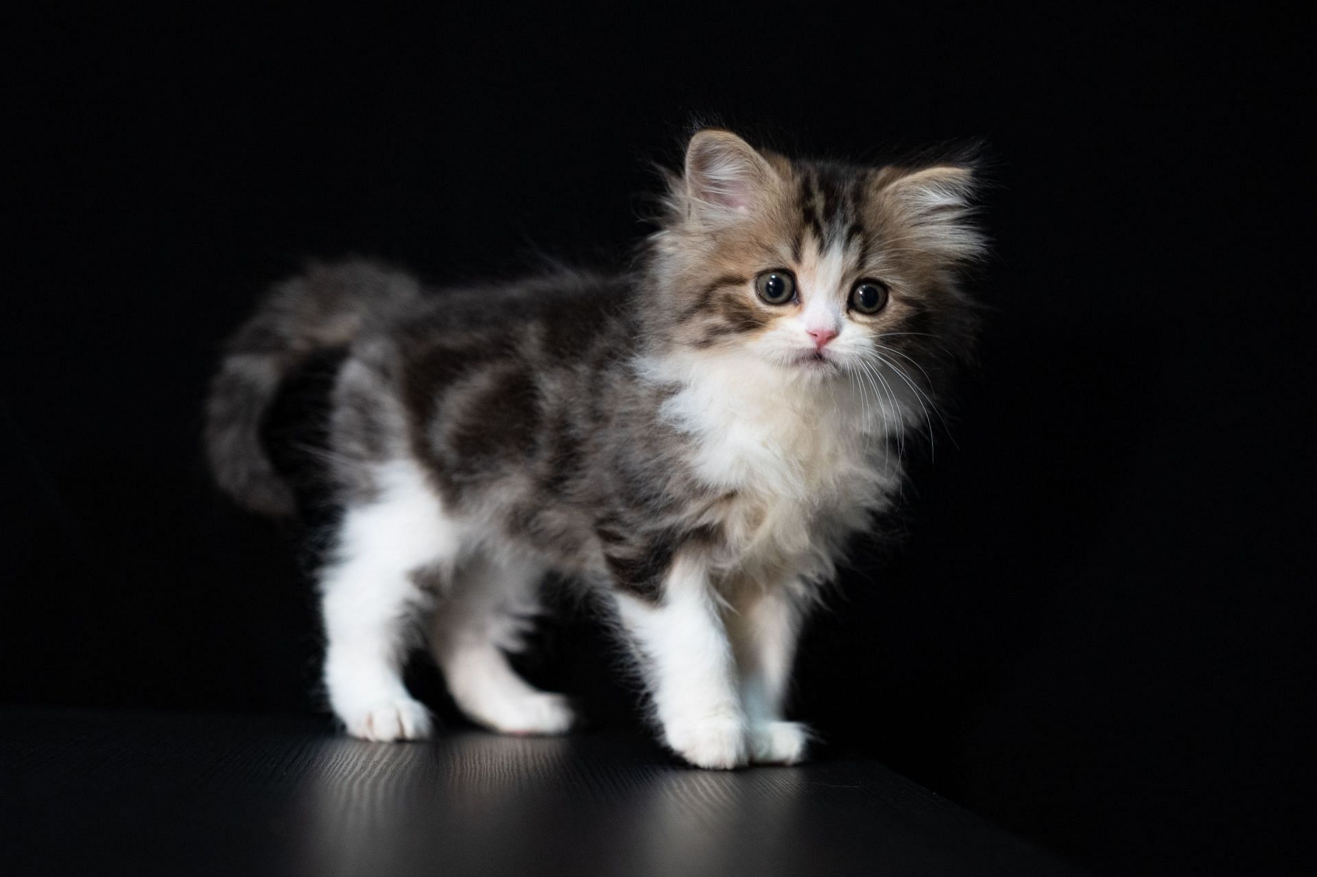 Pets must be vaccinated to avoid infection. (Image via Unsplash/ Ray Zhuang)